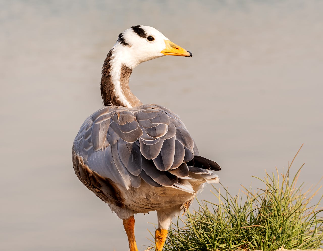 Pexels Photo 13384721