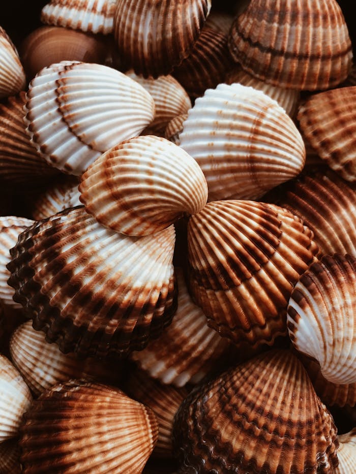 Pexels Photo 17461622