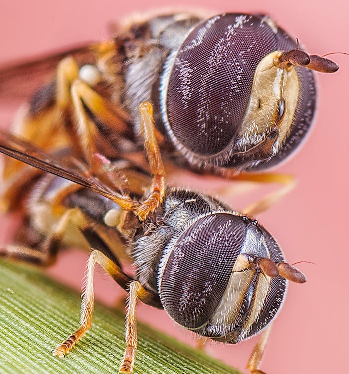 Macro shot of two hoverflies with intricate eyes perched on a green leaf, highlighting nature's beauty.